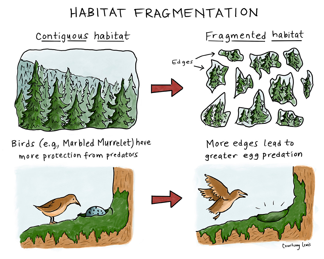 Fragmentation