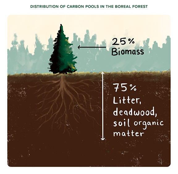 SOTF-graphic-carbon-pools SOTF-graphic-carbon-pools
