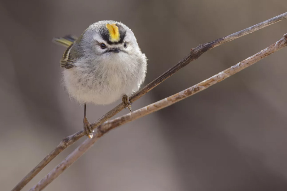 avian-habitat avian-habitat