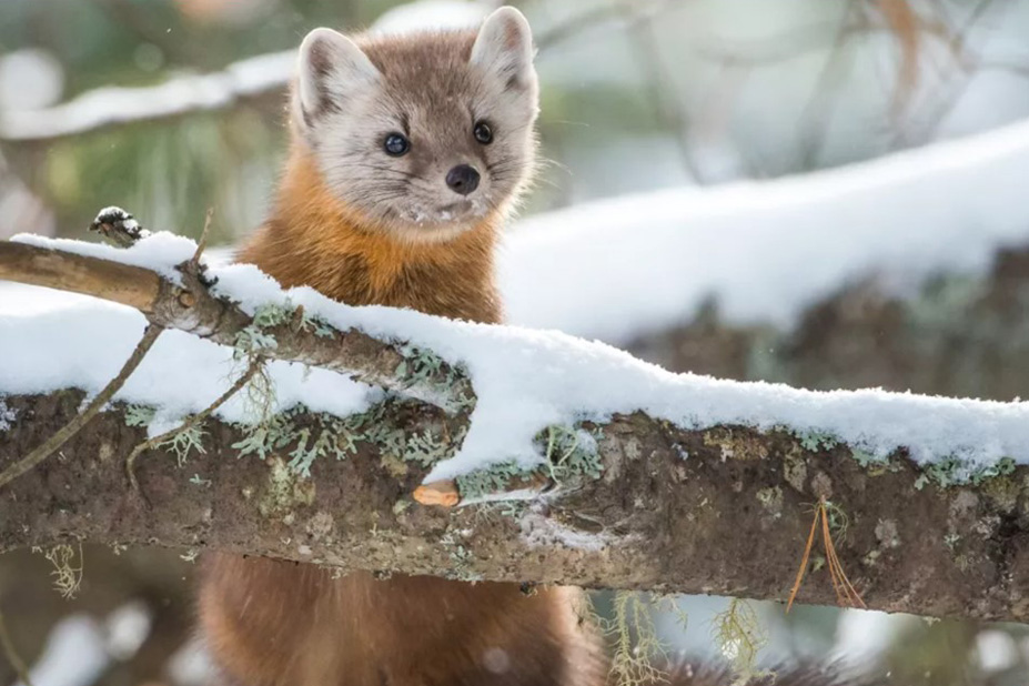 marten marten