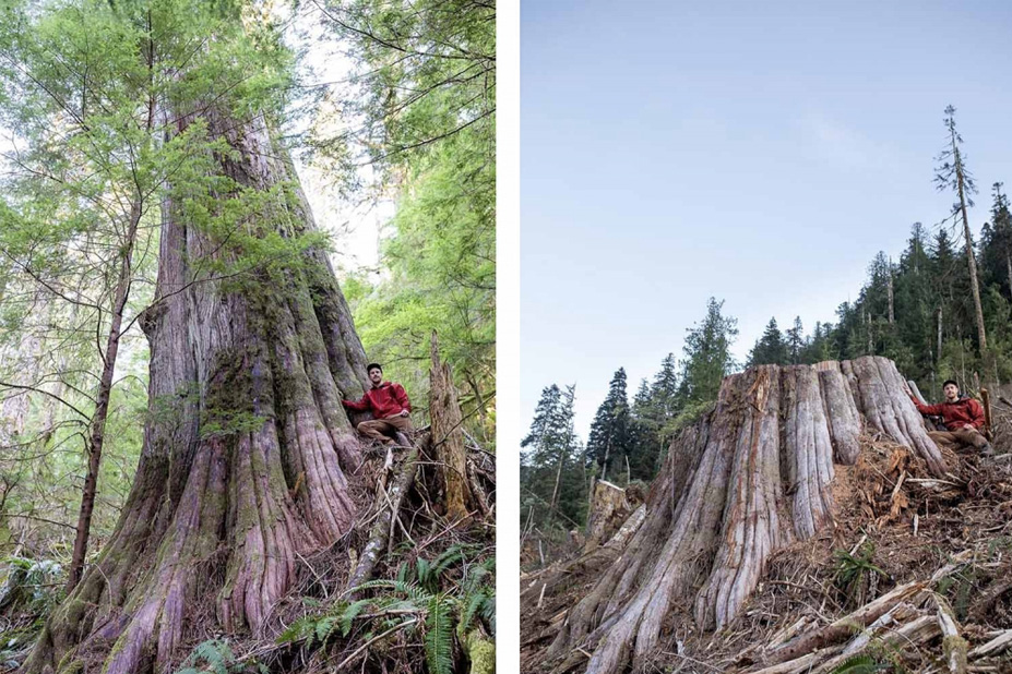 remaining-old-growth remaining-old-growth