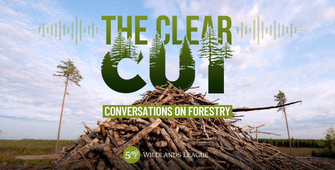 The-Clear-Cut The-Clear-Cut